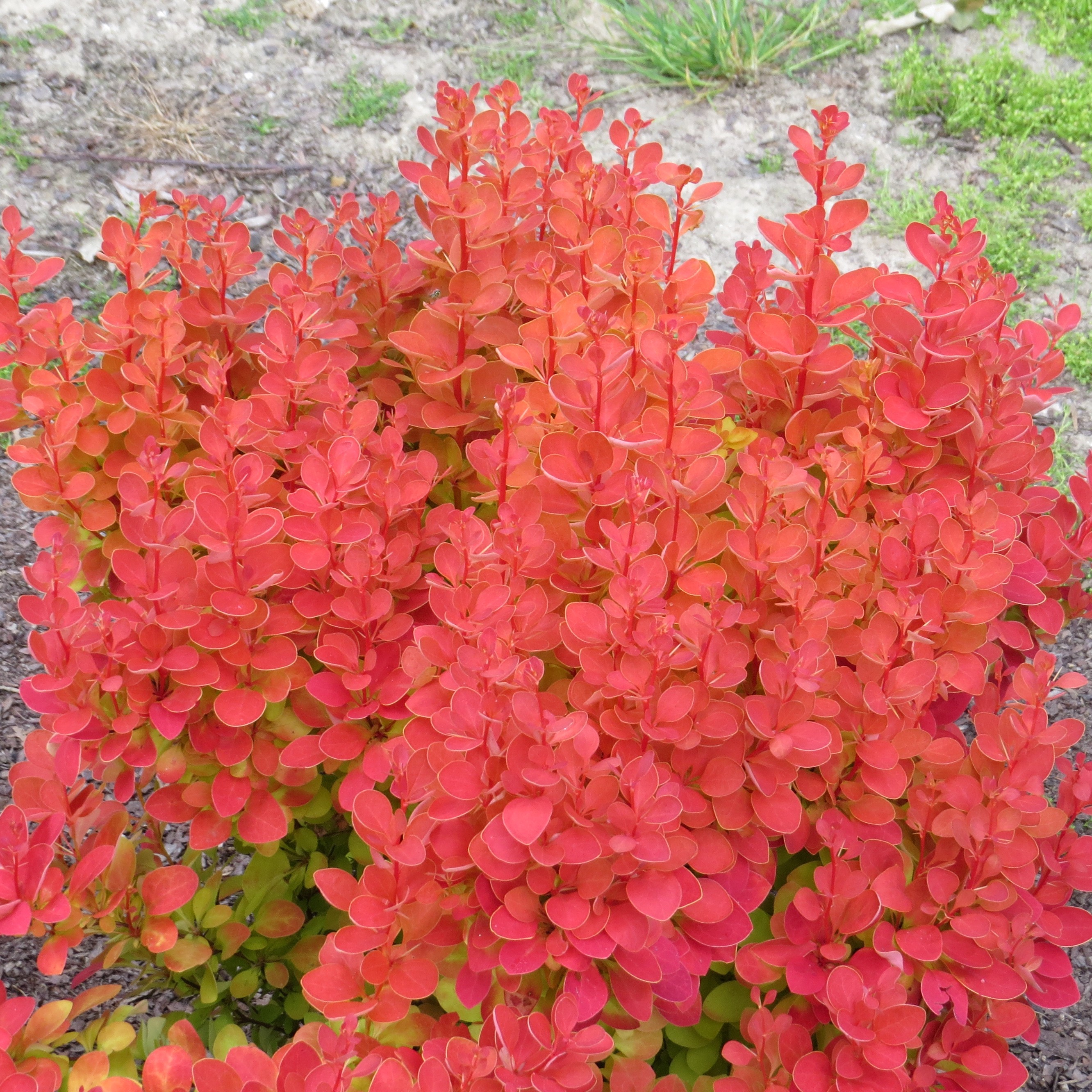 Berberis thunbergii Orange Ice (c) | Tvarované živé ploty |Zahradnictví ...